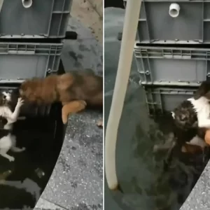 This Heroic Dog Jumped Into The Water To Save A Drowning Cat