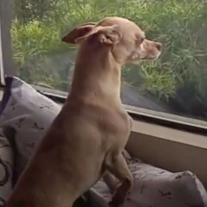 Dog Misses Foster Mom So Much That He Runs Away From His New Home Just To See Her