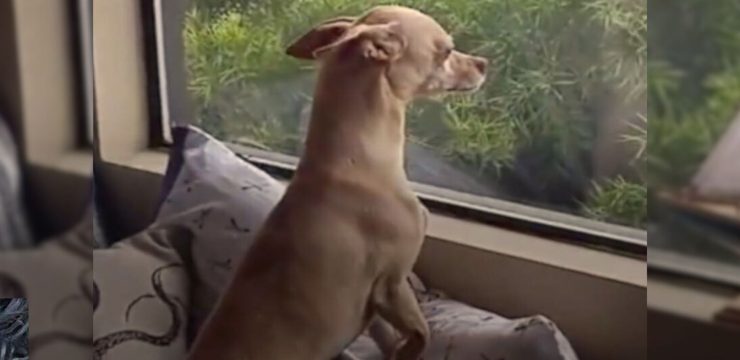 Dog Misses Foster Mom So Much That He Runs Away From His New Home Just To See Her