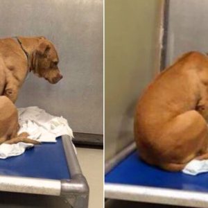 This Pittie Was So Devastated After His Owners Surrendered Him To The Shelter Again