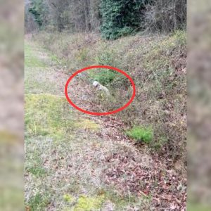 Rescuer Found A Sweet Dog Trying To Crawl Out Of A Ditch So He Rushed To Her Aid