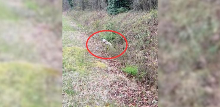 Rescuer Found A Sweet Dog Trying To Crawl Out Of A Ditch So He Rushed To Her Aid