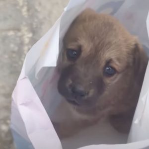 Excavator Operator Saw A Depressed Puppy At His Work And Decided To Change His Life Completely