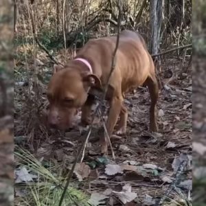 Fearful Pittie Lived Her Entire Life In The Woods Until She Met Someone Who Spent Months Regaining Her Trust