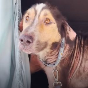 Friendly Stray Dog Jumps Into A Random Car And Begs Woman To Adopt Him