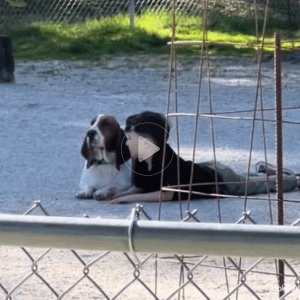 At just nine years old, a boy forms an unexpected and heartwarming bond with a Basset Hound he meets at the dog park, forging a friendship filled with happy moments and cherished memories that transcend age and species.lqh