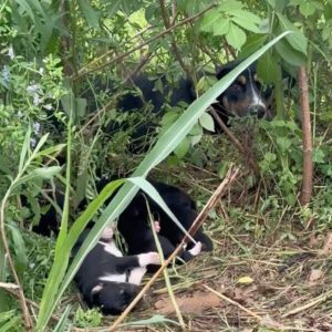 Struggling Mama Dog Living With Her Puppies Near The Road Was So Excited To Finally See The Rescuers