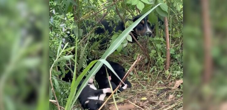 Struggling Mama Dog Living With Her Puppies Near The Road Was So Excited To Finally See The Rescuers