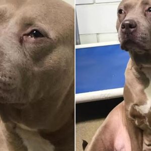 Pittie Mom Can’t Stop Crying For Her Puppies After Being Abandoned At Shelter