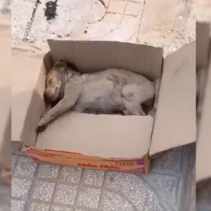 This Tiny Puppy Placed In A Cardboard Box Cried Loudly, Unable To Move At All