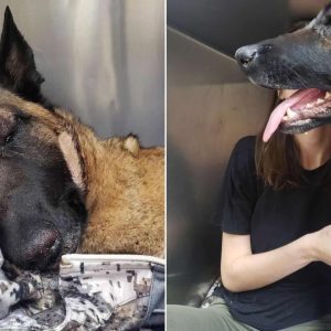 Belgian Malinois, Eva, Saves Her Hooman From A Mountain Lion Attack