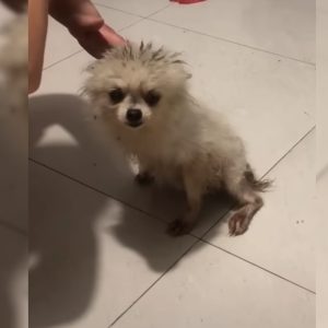 Hoomans Take In Crying Pup Hiding In The Bushes And Give Him The Best Gift Ever