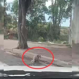 Man Was Shocked To See A Disabled Dog Standing On The Road So He Rushed To His Aid