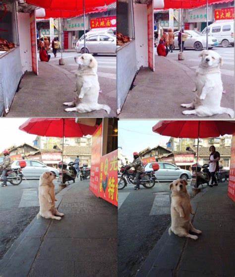 Every day, the dog melts millions of hearts when he waits in front of ...