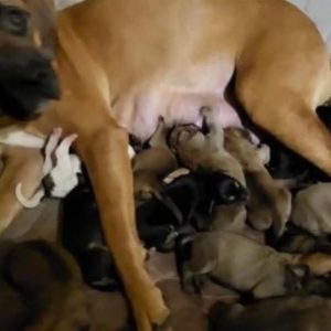 This Dog Mama Was Cruelly Abandoned By Owner Just Because She Had A Big Litter