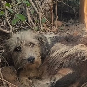 Abandoned Dog Refuses To Leave The Doorstep Of Her Old Home, Hoping Her Owners Would Take Her Back