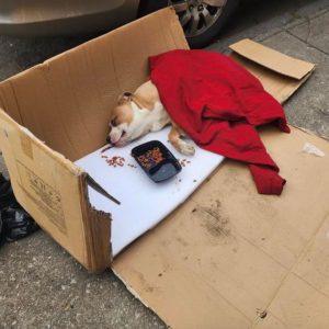 Paralyzed Pittie Who Was Found Inside Of A Trash Bag Ends Up Being A Part Of A Family He Truly Deserved