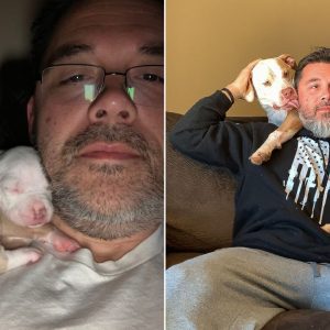 Pittie Loves To Nap On Dad’s Shoulder, Although She’s A Big Girl Now