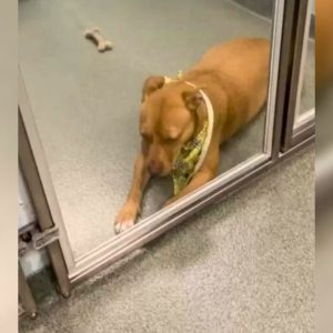 Pittie That Nobody Wanted Spent Over 100 Days At Shelter, Hoping To Be Adopted