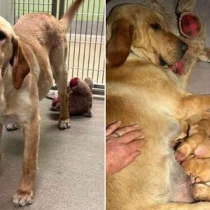 Staff Heartbroken To Find A Pregnant Pup Tied To Their Shelter Hugging Her Beloved Teddy Bear