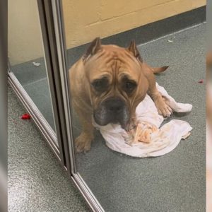 Neglected Pup Was Depressed After Parents Surrendered Her To A Shelter For An Unexpected Reason