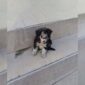 Injured Pup Stands In Front Of Supermarket And Begs Passersby For Help