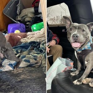 Rescue Dog Rolls To His New Home In A Luxury Limo After 2-Year Wait In His Kennel