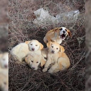 Rescuers Try To Save A Litter Of Puppies, Only To Discover One Of Them Was Terrified Of People