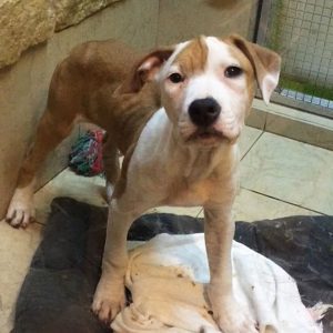 Anxious Dog Who Lived Her Life In A Dirty Cage Finally Learns Freedom Around Her New Humans