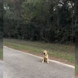 A Lonely Dog Came To A Sanctuary Hoping To Be Rescued By Someone