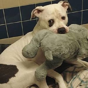 A Dog Who Was Almost Euthanized Couldn’t Stop Hugging His Stuffed Animal