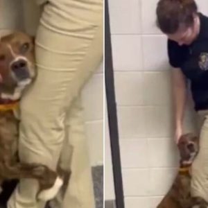 A Scared Shelter Pup That Wouldn’t Let Go Of A Workers Leg Finally Gets Adopted