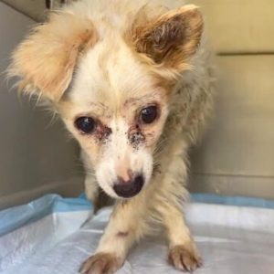 Mistreated Senior Dog Set To Be Euthanized Gets A Loving Home As Her Final Gift