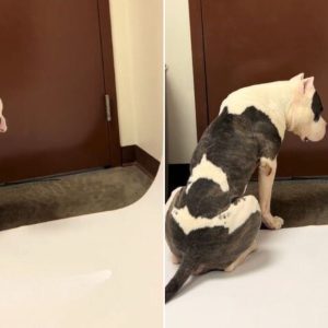 Shelter Dog Sits By The Door Waiting For Someone To Save Him While Time Runs Out  