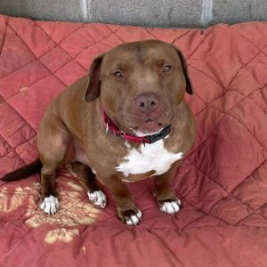 Shy Dog Who Spent 1000+ Days In The Shelter Melts In Her New Dad’s Arms