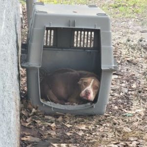 Abandoned Dog Could Barely Move, Eating Whatever She Could To Survive