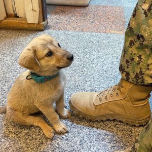 Stray Puppy Enters A Naval Base And Lands Himself The Owner He Always Wished For