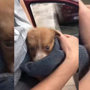 Struggling Puppy Dumped Next To A Road Gets A New Chance When He Meets His Rescuers