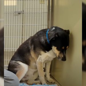 This Sad Dog Wouldn’t Stop Staring At The Wall After Being Returned To The Shelter