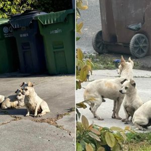 3 Abandoned Puppies Stayed Together Through All Hardships And They Met An Amazing Person