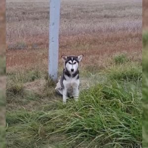 Dog Dumped By The Road Keeps Watching The Passing Cars, Hoping His Owner Returns