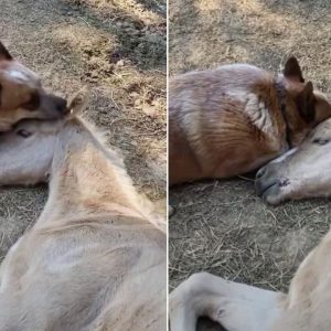 The Caring Dog Did Not Stop Comforting The Foal Until He Got Over The Loss Of His Mother