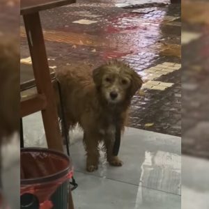 Stray Dog Stood In Front Of Restaurant Begging For Food But Everyone Just Ignored Him