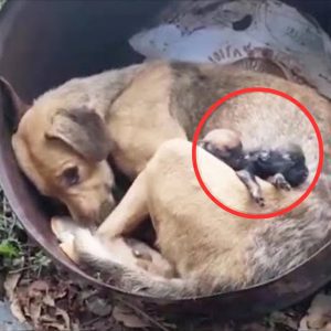 Rescuers Were Heartbroken To Learn This Mama Dog They Found Lost Her Puppies