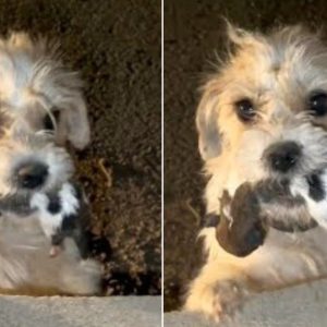 This Mama Dog Carried Her Baby In The Mouth And Begged Strangers For Help