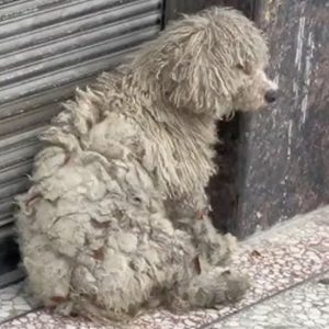 Kind Person Noticed This Shivering Dog Struggling On Her Own And Decided To Help Her