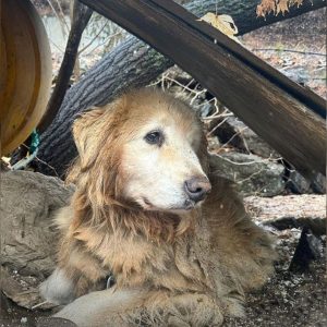 Pup Who Spent 10 Whole Years Leashed Near A Cliff Tears Up When He Finally Sees Kind Hoomans