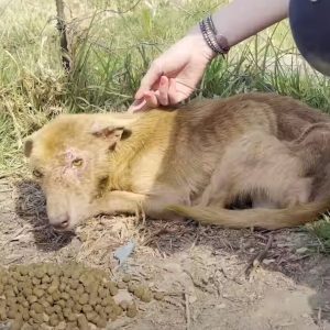 Three-Legged Dog Scared Of Human Touch Changes Coat Color After Being Rescued 