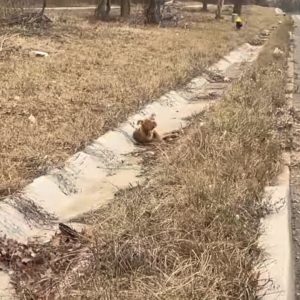 Pup Who Was Lying In A Ditch Feels Hope Again When She Is Rescued By A Kind Truck Driver