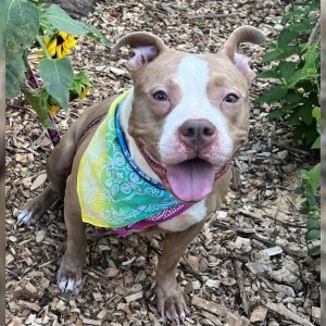 Woman Heartbroken As She Finds Abandoned Dog Tied To A Fence With Only A Blanket And Food